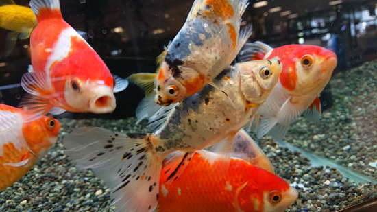 東京の熱帯魚 水草店 フィードオン Ssブログ