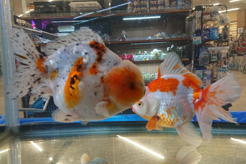 東京の熱帯魚 水草店 フィードオン Ssブログ